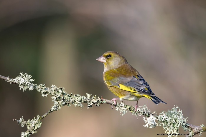 Big Garden Birdwatch 2026:Uccelli comuni e come partecipare 