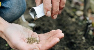 Wilde Karotten anbauen:Ein Leitfaden zum Anlocken von Bestäubern und zum Hinzufügen von Schönheit 