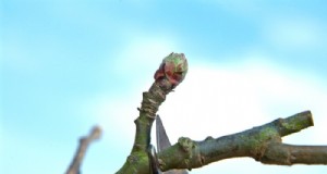 1月の剪定ガイド:冬のケアと健康のための6つの植物 