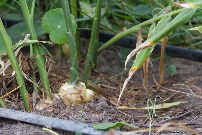 Coltivare lo zenzero:una guida completa per i giardinieri del Regno Unito 
