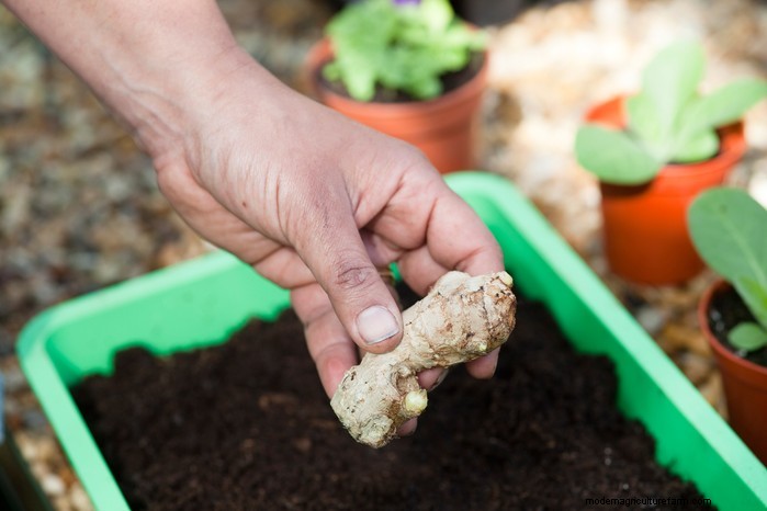 Coltivare lo zenzero:una guida completa per i giardinieri del Regno Unito 