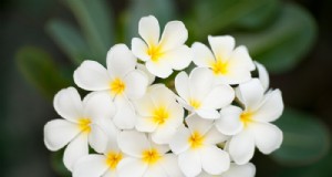 Plumeria (Frangipani) Groeigids:verzorging en teelt 