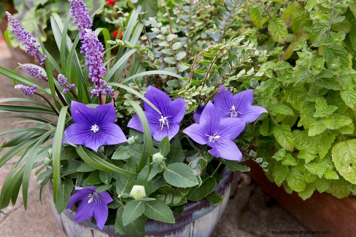 Platycodon in crescita (fiore a palloncino):una guida completa 