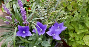 Wachsendes Platycodon (Ballonblume):Ein umfassender Leitfaden 