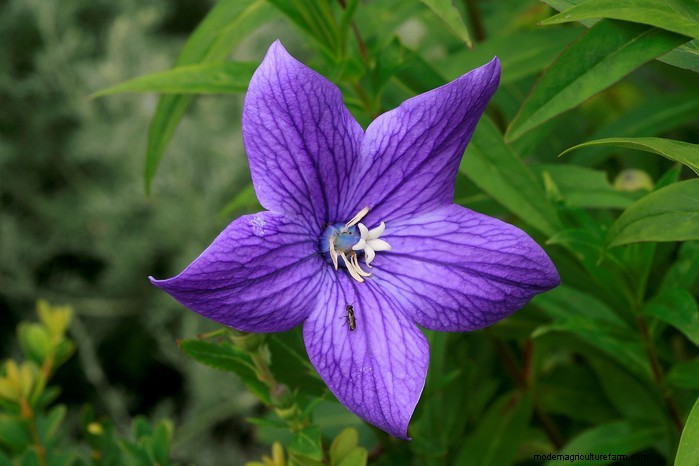 Platycodon in crescita (fiore a palloncino):una guida completa 