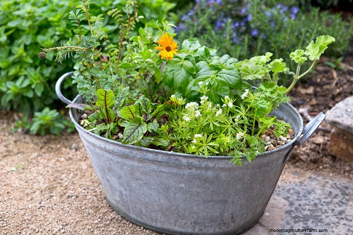 Sweet Woodruff:coltivare e prendersi cura di questa profumata copertura del terreno 