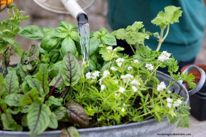 Sweet Woodruff:coltivare e prendersi cura di questa profumata copertura del terreno 