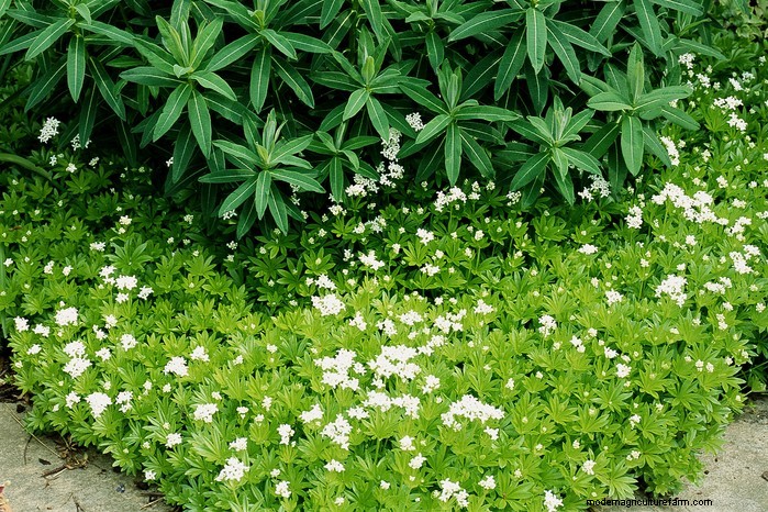 Sweet Woodruff:coltivare e prendersi cura di questa profumata copertura del terreno 