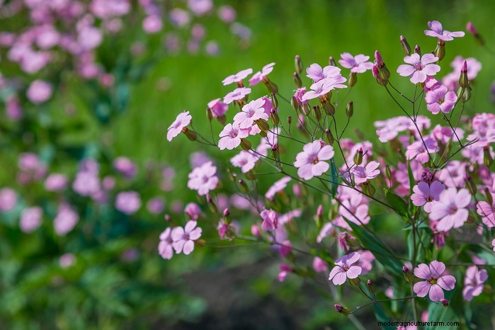 Il respiro del bambino in crescita (Gypsophila):una guida completa 