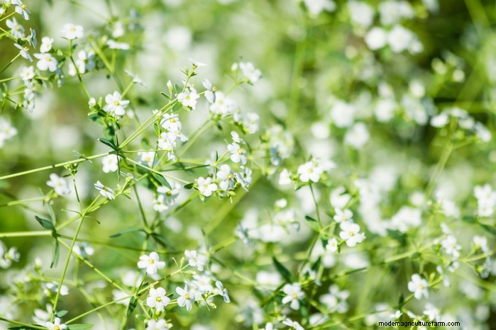 Il respiro del bambino in crescita (Gypsophila):una guida completa 