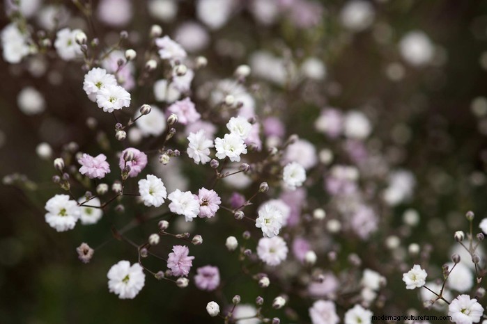Il respiro del bambino in crescita (Gypsophila):una guida completa 