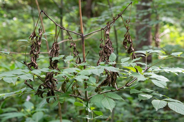 Ash Dieback:identificatie, controle en weerstand - een uitgebreide gids 