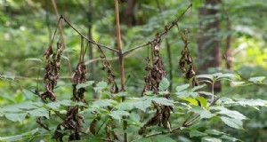 Ash Dieback:identificatie, controle en weerstand - een uitgebreide gids 