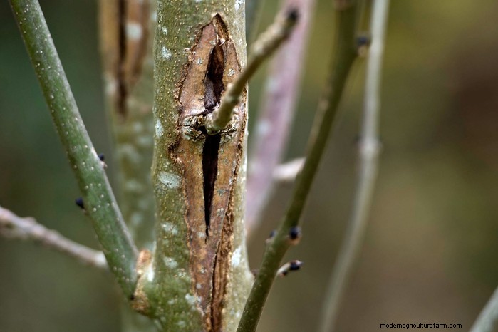 Ash Dieback:identificatie, controle en weerstand - een uitgebreide gids 