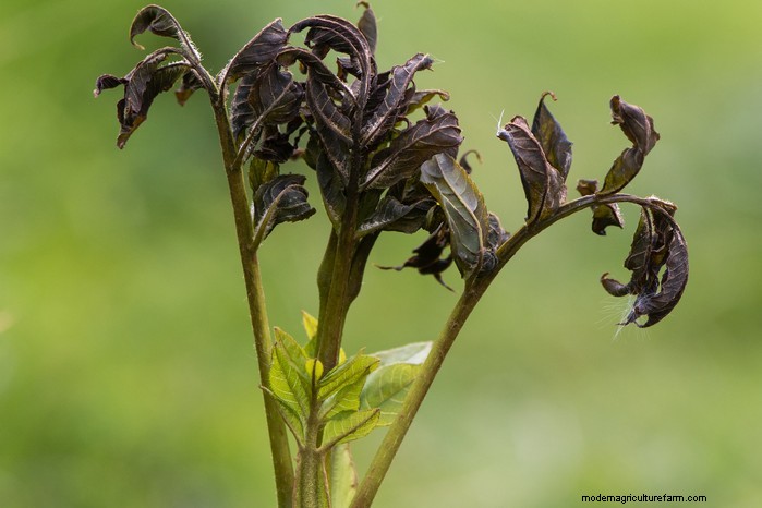 Ash Dieback:identificatie, controle en weerstand - een uitgebreide gids 