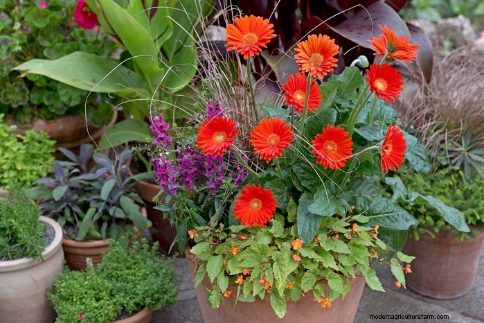 Angelonia:kweekgids voor levendige zomerbloei 