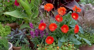 Angelonia:kweekgids voor levendige zomerbloei 