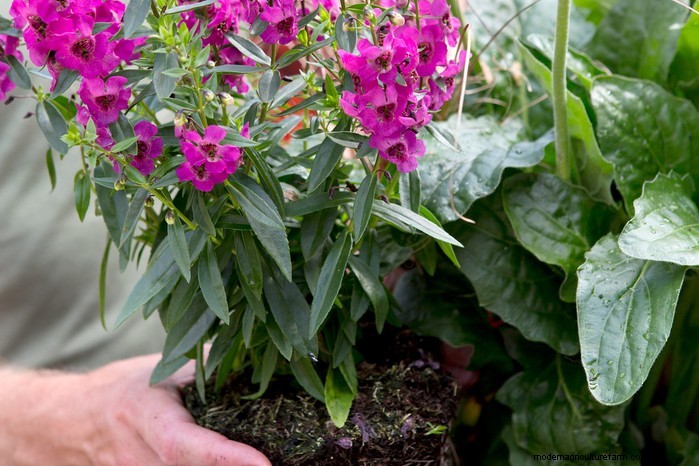 Angelonia:kweekgids voor levendige zomerbloei 