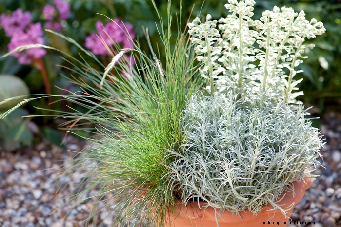 Groeiende curryplant (Helichrysum italicum):verzorging en teelt 