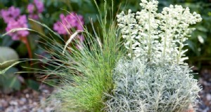 Menanam Tanaman Kari (Helichrysum italicum):Perawatan &Budidaya 