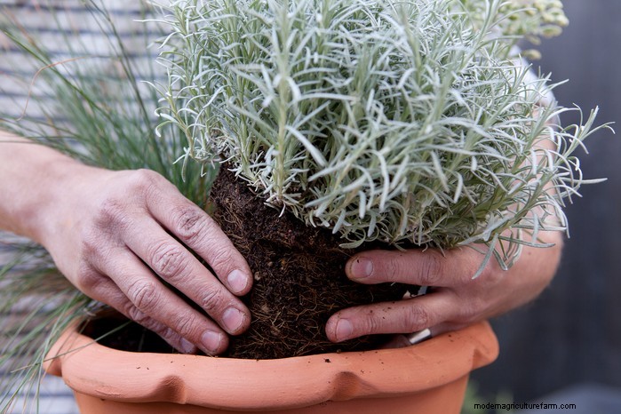 Groeiende curryplant (Helichrysum italicum):verzorging en teelt 