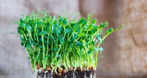 Grow Pea Shoots:een complete gids voor beginners 