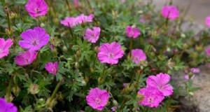 Groeiende winterharde geraniums:een complete gids voor levendige bloemen 