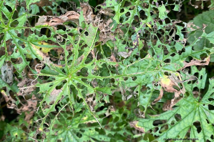 Gerani resistenti in crescita:una guida completa per fioriture vivaci 