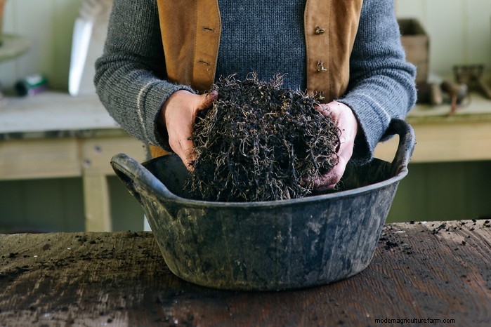 多年草の株分け:繁殖の簡単なガイド 