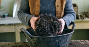 Dividere le piante perenni:una semplice guida alla propagazione 