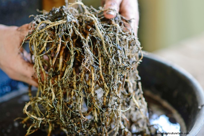 多年草の株分け:繁殖の簡単なガイド 