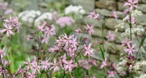 Wachsendes Rotkehlchen:Ein Leitfaden zur Kultivierung dieser einheimischen Wildblume 