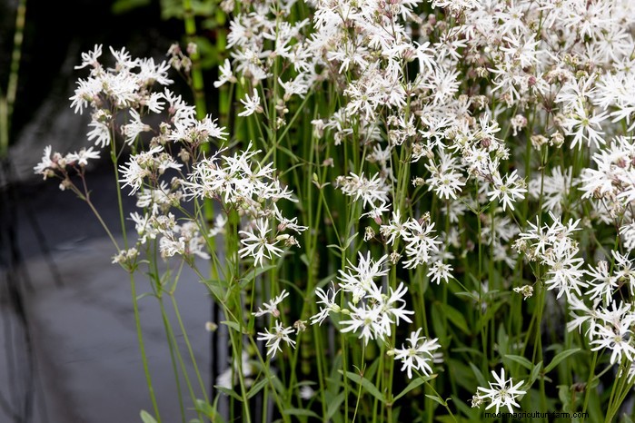 Coltivare il pettirosso cencioso:una guida per coltivare questo fiore selvatico nativo 