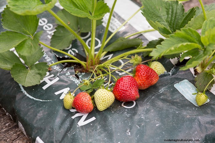 Top 8 Aardbeienplantenbakken en -containers voor balkons en patio s 
