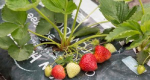 Top 8 Aardbeienplantenbakken en -containers voor balkons en patio s 