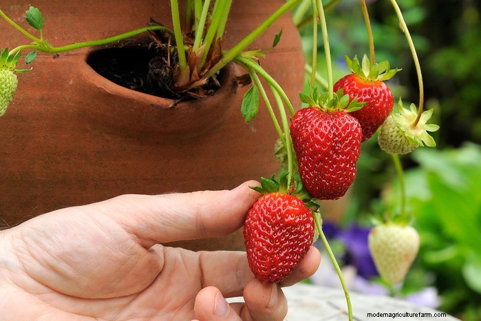 Top 8 Aardbeienplantenbakken en -containers voor balkons en patio s 