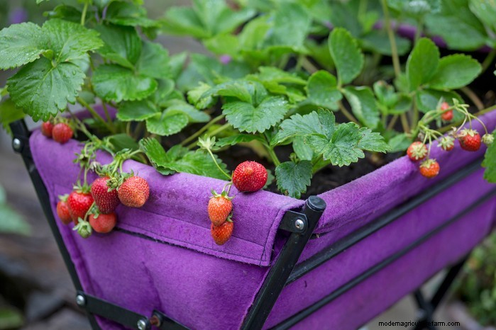 Top 8 Aardbeienplantenbakken en -containers voor balkons en patio s 