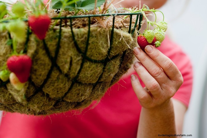 Top 8 Aardbeienplantenbakken en -containers voor balkons en patio s 