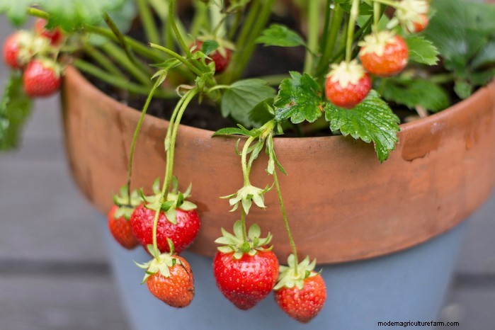 Top 8 Aardbeienplantenbakken en -containers voor balkons en patio s 