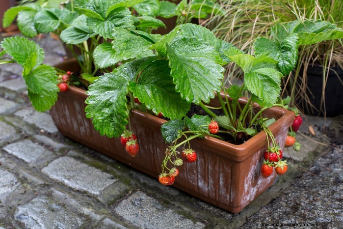 Top 8 Aardbeienplantenbakken en -containers voor balkons en patio s 