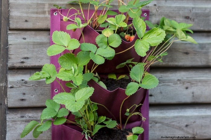 Top 8 Aardbeienplantenbakken en -containers voor balkons en patio s 