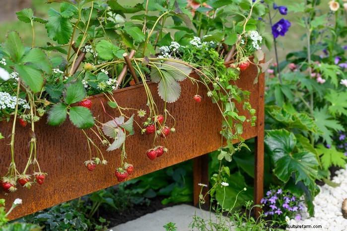 Top 8 Aardbeienplantenbakken en -containers voor balkons en patio s 