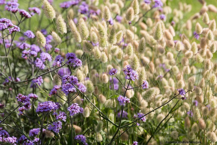 Piante per contenitori resistenti alla siccità e a bassa manutenzione | [Il tuo marchio] 