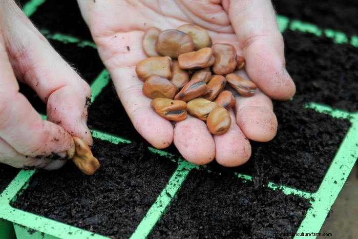 Plantgids voor december:Britse groenten en bloemen 