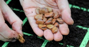 Plantgids voor december:Britse groenten en bloemen 