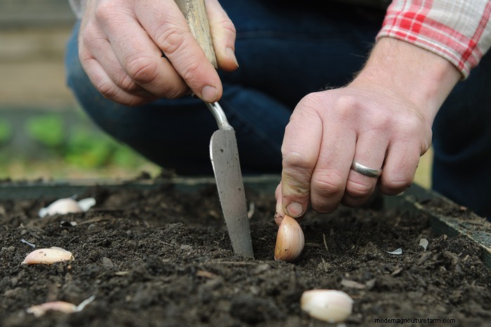 Plantgids voor december:Britse groenten en bloemen 
