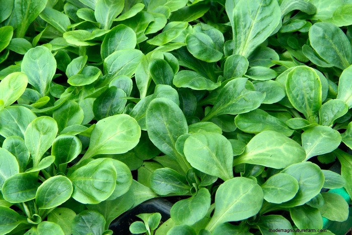 Plantgids voor december:Britse groenten en bloemen 