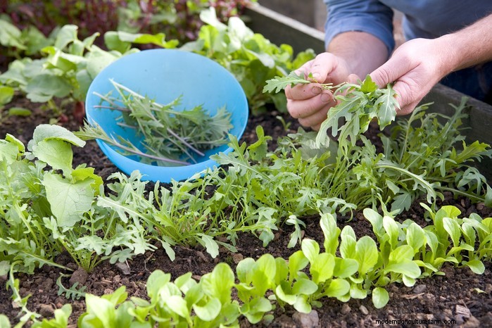 Plantgids voor december:Britse groenten en bloemen 