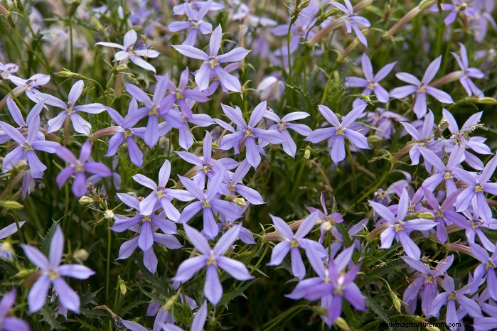 Plantgids voor december:Britse groenten en bloemen 
