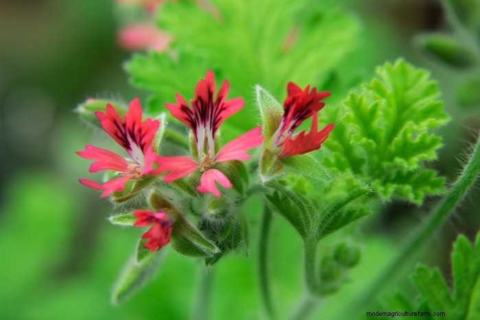 Plantgids voor december:Britse groenten en bloemen 